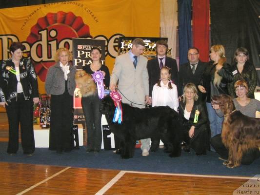 Фото: ньюфаундленд Его Высочество от Сибирского Медведя (Ego Vysochestvo ot Sibirskogo Medvedja), Юрий Рахтиенко