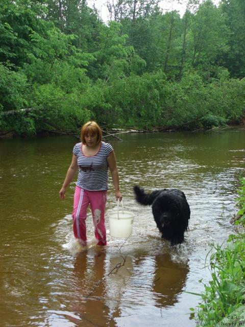 Фото: ньюфаундленд Анджел Викториус