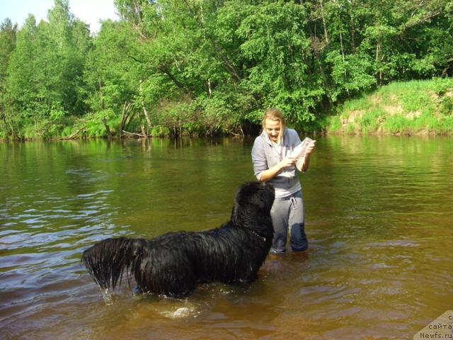 Фото: ньюфаундленд Акин Соул София