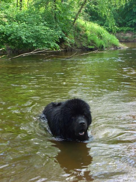 Фото: ньюфаундленд Анджел Викториус