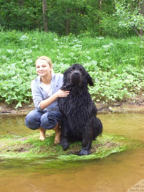 Фото: ньюфаундленд Лесная Сказка Лунная Соната