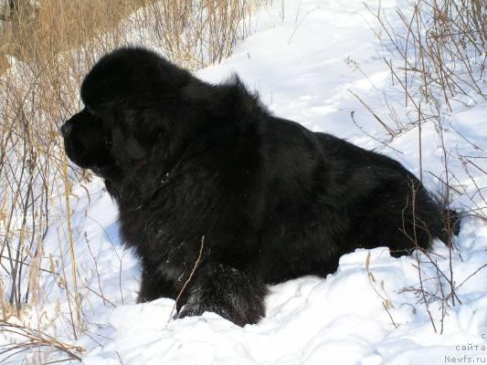 Фото: ньюфаундленд Его Высочество от Сибирского Медведя (Ego Vysochestvo ot Sibirskogo Medvedja)