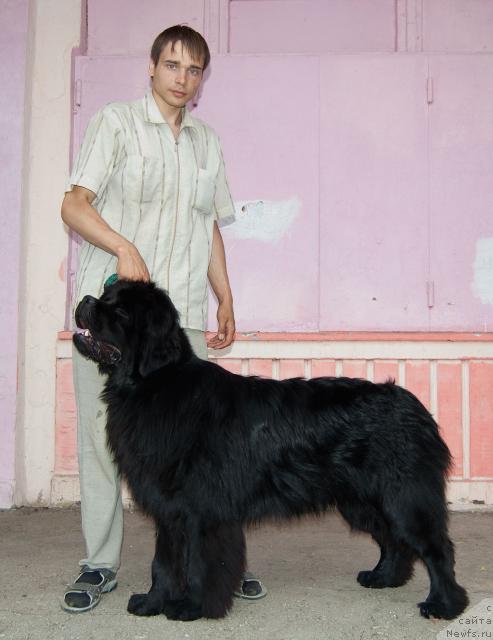 Фото: Максим Канунников, ньюфаундленд Супер Премиум Вашингтон