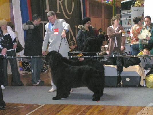 Фото: ньюфаундленд Его Высочество от Сибирского Медведя (Ego Vysochestvo ot Sibirskogo Medvedja), ньюфаундленд Чанси из Медвежьего Яра (Chansi  iz  Medvejyego Yara)
