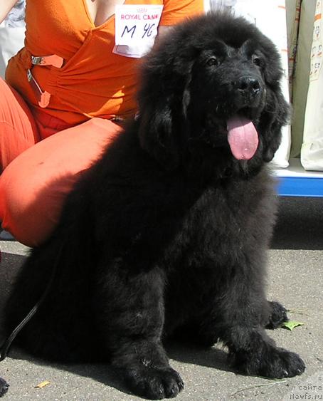 Фото: ньюфаундленд Лихой Казак