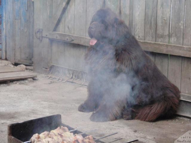 Фото: ньюфаундленд Супер Премиум Брабус