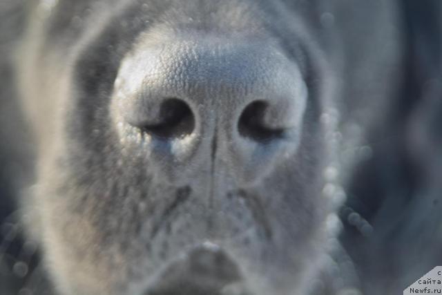 Фото: ньюфаундленд Гранд Черокки а ля Рус