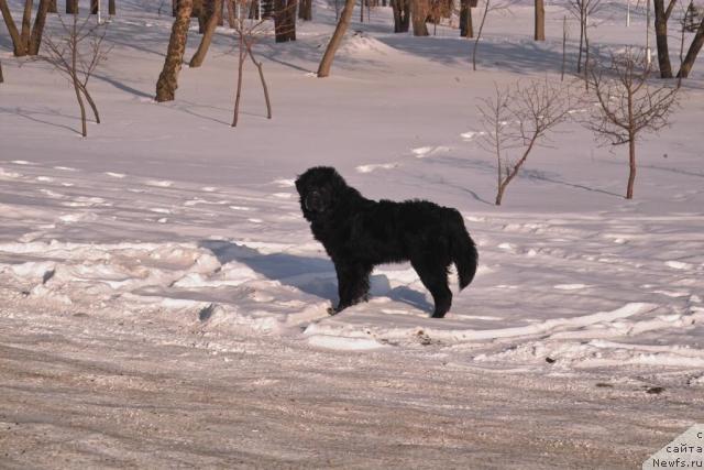 Фото: ньюфаундленд Гранд Черокки а ля Рус