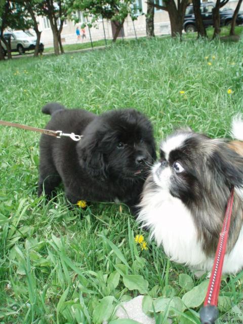 Фото: ньюфаундленд Формула Любви от Сибирского Медведя