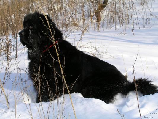 Фото: ньюфаундленд Чанси из Медвежьего Яра (Chansi  iz  Medvejyego Yara)
