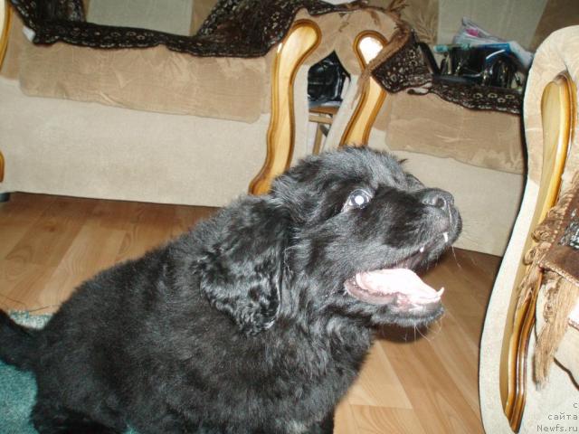 Фото: ньюфаундленд Формула Любви от Сибирского Медведя