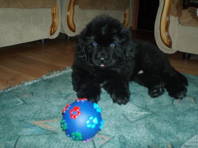 Фото: ньюфаундленд Формула Любви от Сибирского Медведя