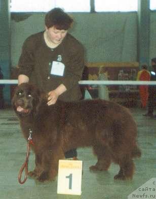 Фото: ньюфаундленд Ласточка из Медвежьего Яра (Lastochka iz Medvejyego Yara)