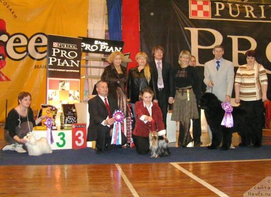 Фото: ньюфаундленд Его Высочество от Сибирского Медведя (Ego Vysochestvo ot Sibirskogo Medvedja), Юрий Рахтиенко