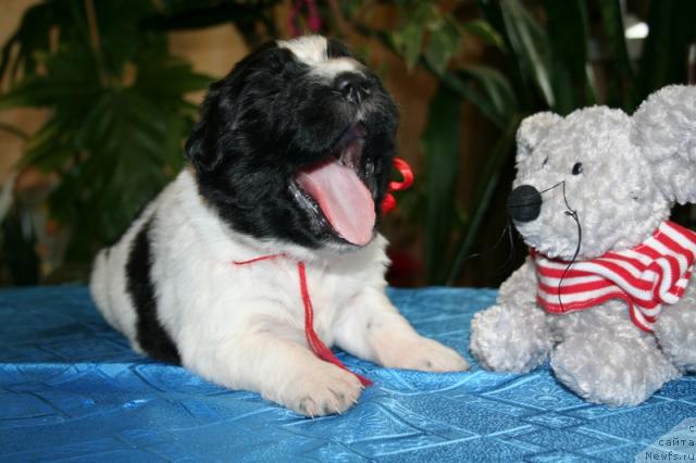 Фото: Питерньюф помет на П