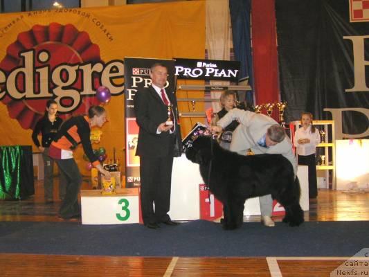 Фото: ньюфаундленд Его Высочество от Сибирского Медведя (Ego Vysochestvo ot Sibirskogo Medvedja), Юрий Рахтиенко