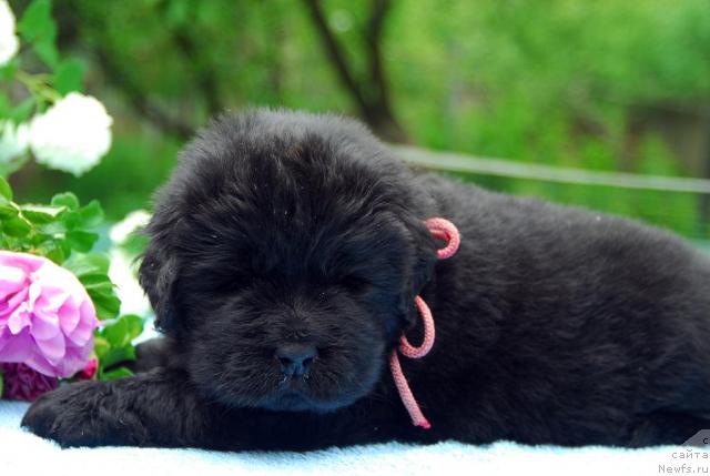 Фото: ньюфаундленд Сент Джонс София для Кара Дениз (Sent Djons Sofia Dlia Kara Deniz)