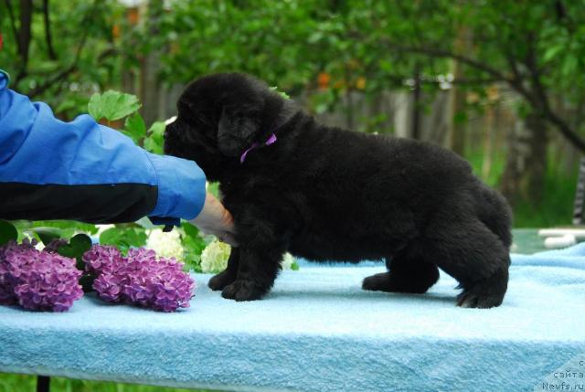 Фото: ньюфаундленд Сент Джонс Сиамэн (Sent Djons Seaman)