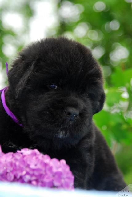 Фото: ньюфаундленд Сент Джонс Сиамэн (Sent Djons Seaman)