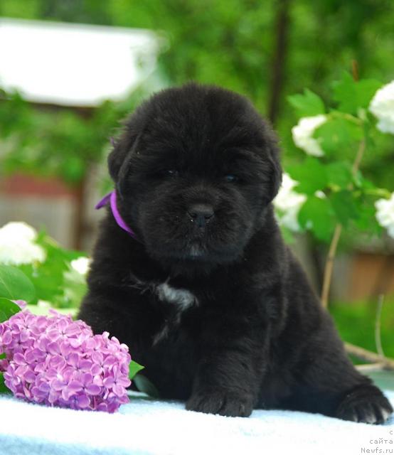 Фото: ньюфаундленд Сент Джонс Сиамэн (Sent Djons Seaman)