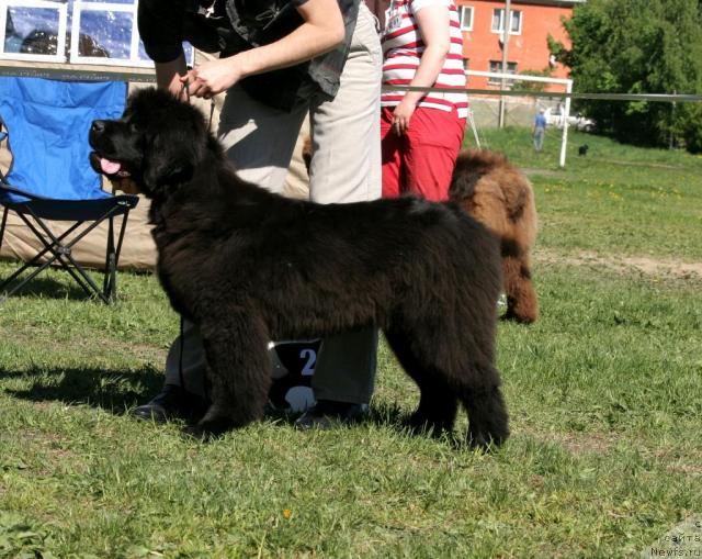 Фото: ньюфаундленд Смигар Нимфея Неотразимая (Smigar Nimfeya Neotrazimaya)