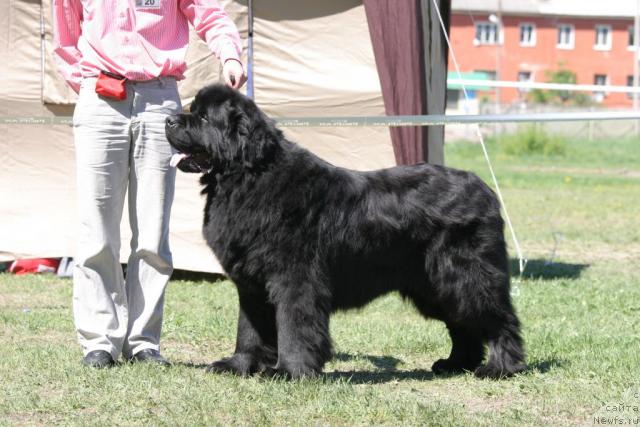 Фото: ньюфаундленд Смигар Иеремия Ивент Магик (Smigar Ieremiya Ivent Magik)
