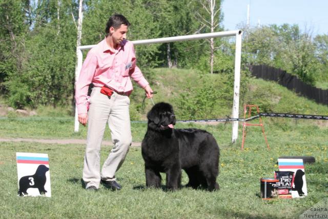 Фото: ньюфаундленд Skippers Only You for Smigar, Александр Коротков