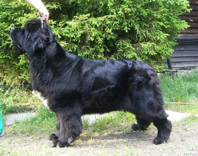 Фото: ньюфаундленд Супер Бизон Анталия