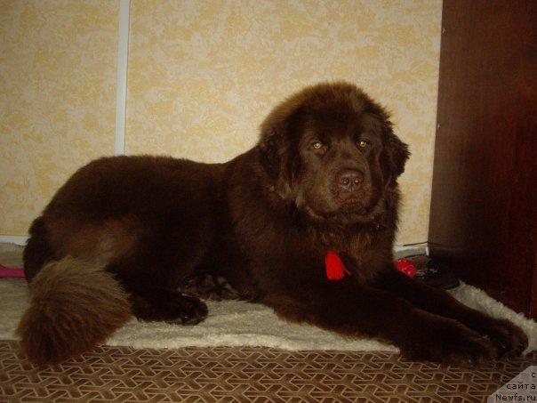 Фото: ньюфаундленд Загадочный Мальчик