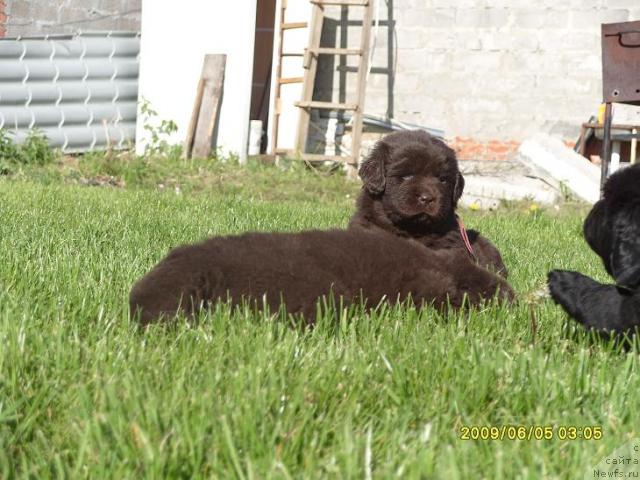 Фото: детки, ньюфаундленд Рафаэлла Бриллианс Черная Жемчужина, ньюфаундленд Супер Премиум Брабус