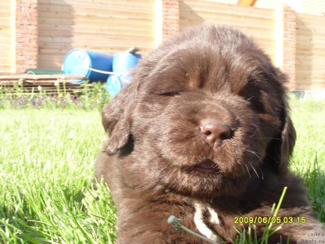 Фото: щенок, ньюфаундленд Супер Премиум Брабус, ньюфаундленд Рафаэлла Бриллианс Черная Жемчужина