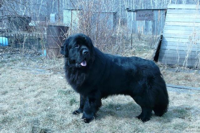 Фото: ньюфаундленд Симуран от Сибирского Медведя