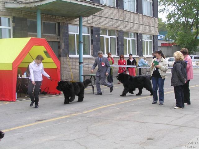 Фото: ньюфаундленд Чанси из Медвежьего Яра (Chansi  iz  Medvejyego Yara)