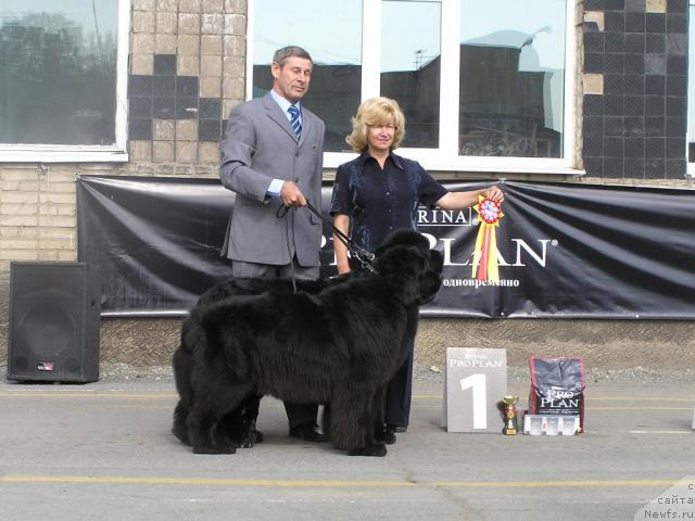 Фото: ньюфаундленд Чанси из Медвежьего Яра (Chansi  iz  Medvejyego Yara)