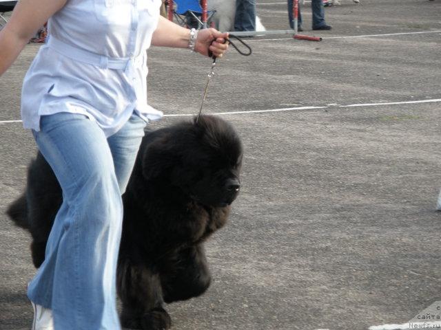 Фото: ньюфаундленд Midnight Lady's Voodoo Priest, Ольга Заливако