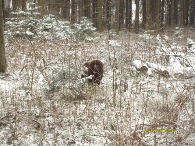 Фото: ньюфаундленд Забава Путятишна