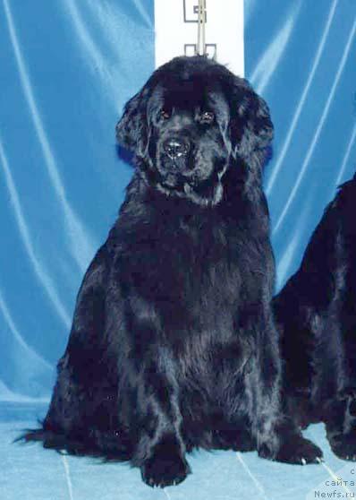 Фото: ньюфаундленд Женифер из Медвежьего Яра