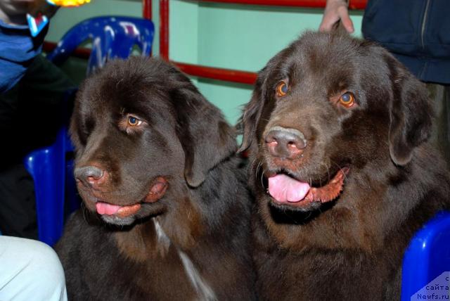 Фото: ньюфаундленд Зена Королева Воинов (Zena Koroleva Voinov), ньюфаундленд Анжелика Богиня Грез