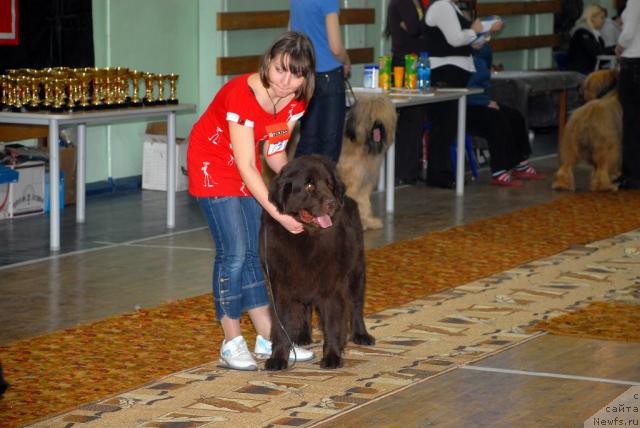 Фото: ньюфаундленд Анжелика Богиня Грез