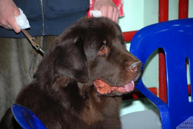 Фото: ньюфаундленд Анжелика Богиня Грез