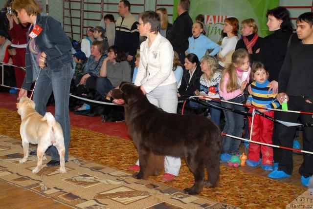 Фото: ньюфаундленд Анжелика Богиня Грез