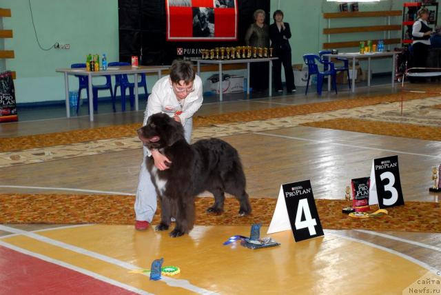 Фото: ньюфаундленд Зена Королева Воинов (Zena Koroleva Voinov)