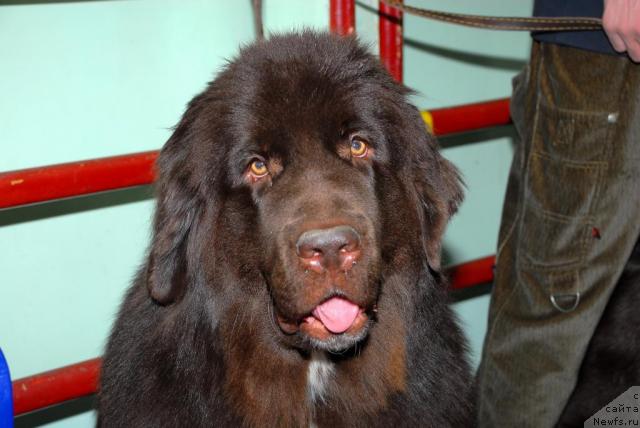 Фото: ньюфаундленд Зена Королева Воинов (Zena Koroleva Voinov)