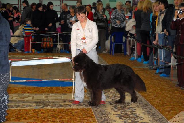 Фото: ньюфаундленд Зена Королева Воинов (Zena Koroleva Voinov)