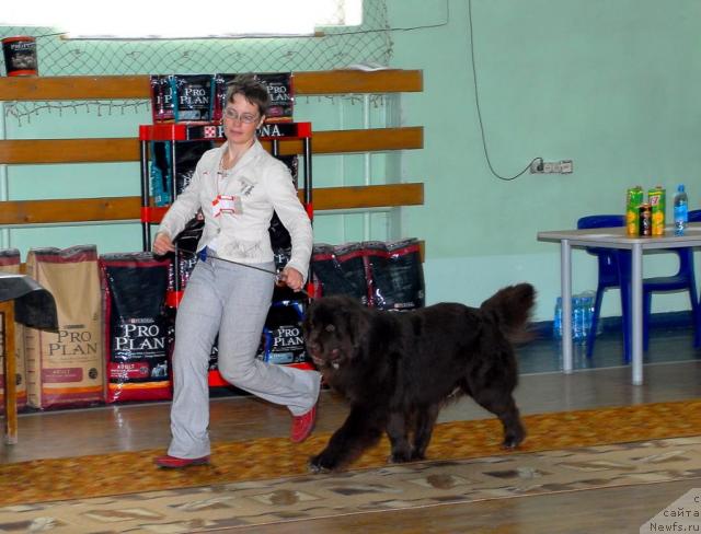 Фото: ньюфаундленд Зена Королева Воинов (Zena Koroleva Voinov)