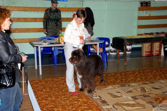 Фото: ньюфаундленд Зена Королева Воинов (Zena Koroleva Voinov)