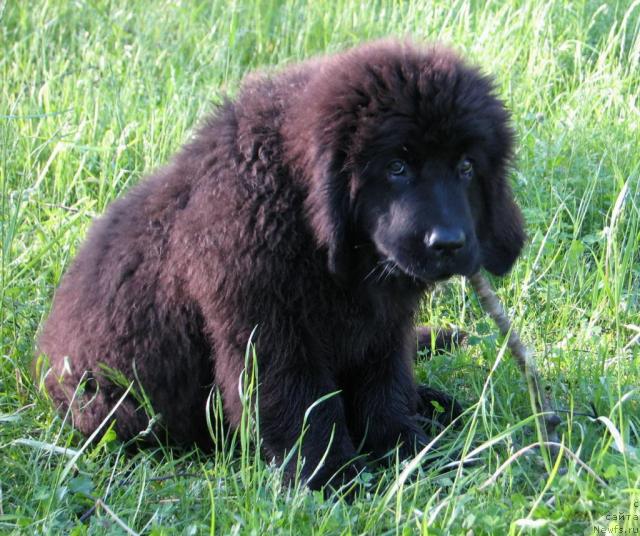 Фото: ньюфаундленд Лунная Красавица