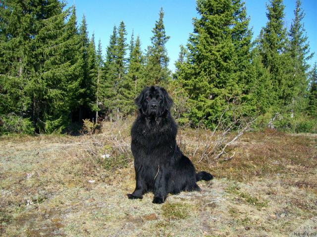 Фото: ньюфаундленд Глория Гранд Блек