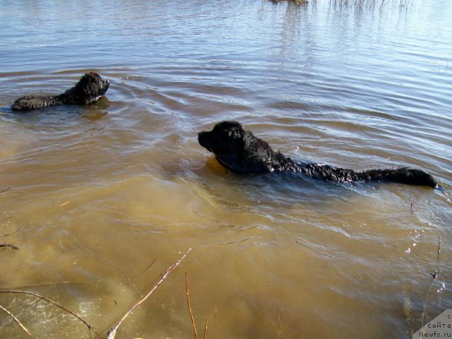 Фото: ньюфаундленд Глория Гранд Блек, ньюфаундленд Fortuna of Giant's Island