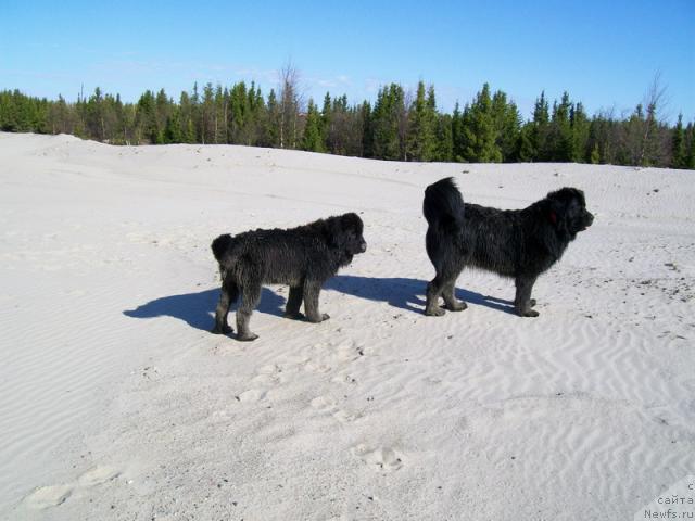 Фото: ньюфаундленд Глория Гранд Блек, ньюфаундленд Fortuna of Giant's Island